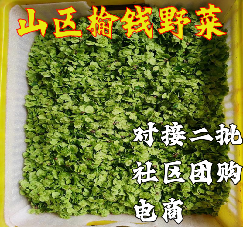榆钱榆树榆钱批发一件代发电商团购