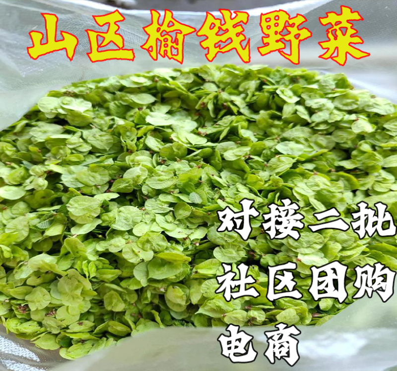 榆钱榆树榆钱批发一件代发电商团购