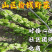 榆钱榆树榆钱批发一件代发电商团购