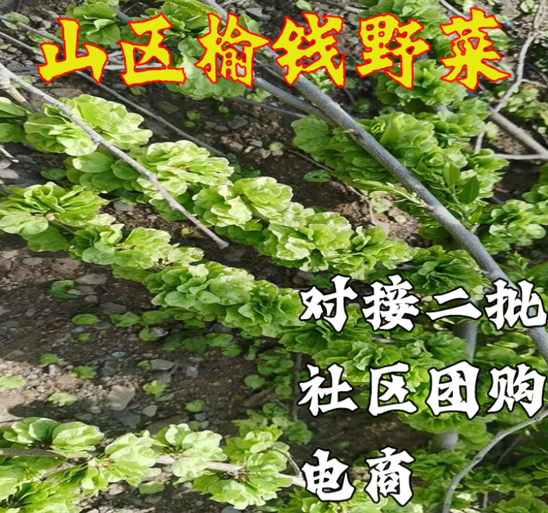 榆钱榆树榆钱批发一件代发电商团购