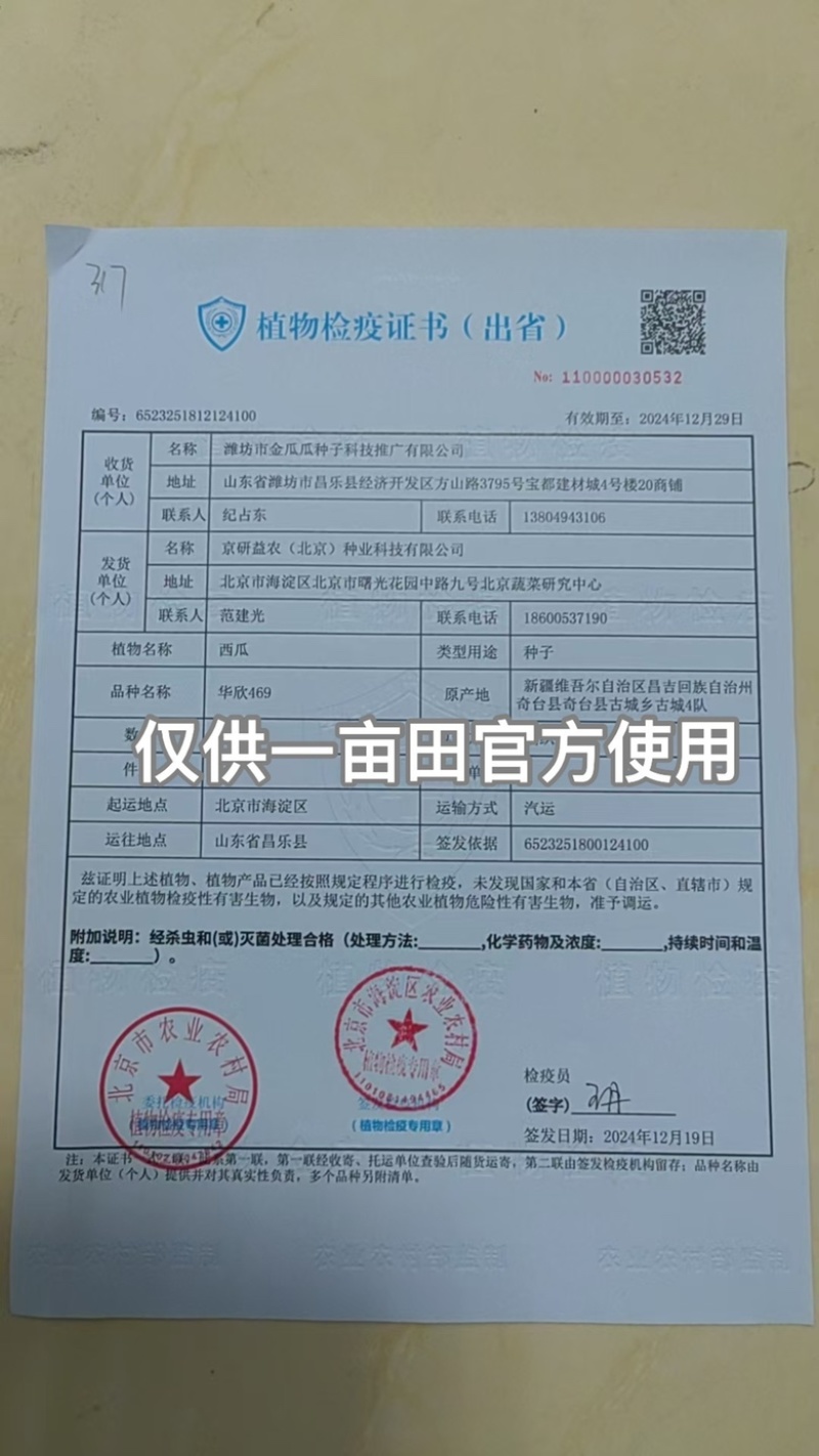 京研种业华欣469西瓜种子耐高温、不水坨、抗病、高产量