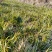 江西石菖蒲苗菖蒲种苗苗圃直发货源充足欢迎老板下单