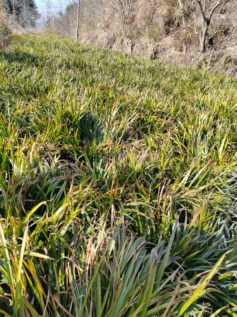 江西石菖蒲苗菖蒲种苗苗圃直发货源充足欢迎老板下单