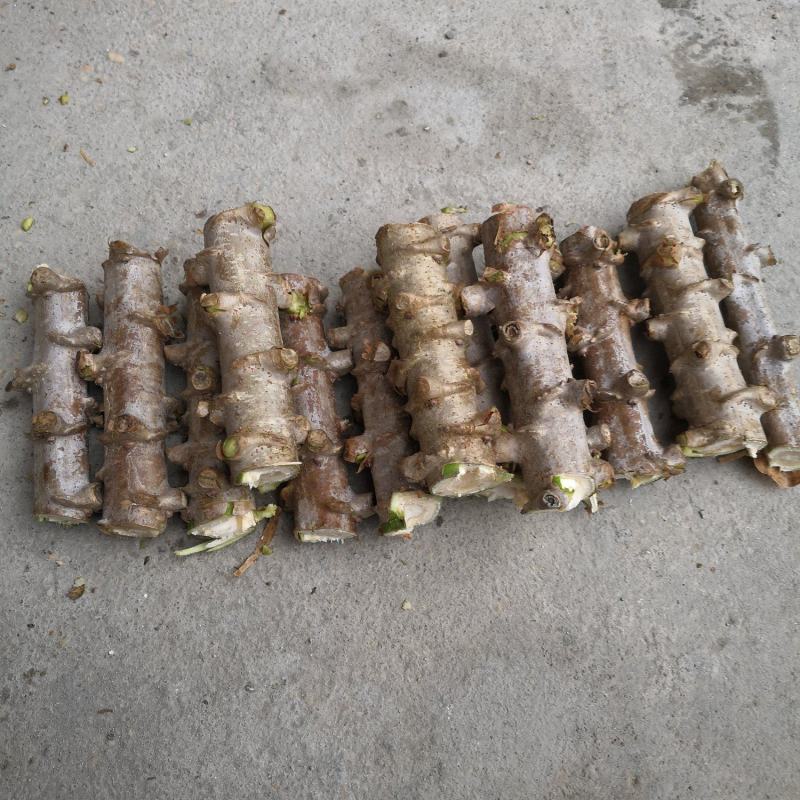 白肉面包木薯种苗当年种当年收高产
