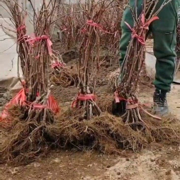 *心品种瑞玉、金福、金艳、翠香徐香等猕猴桃苗大量供应