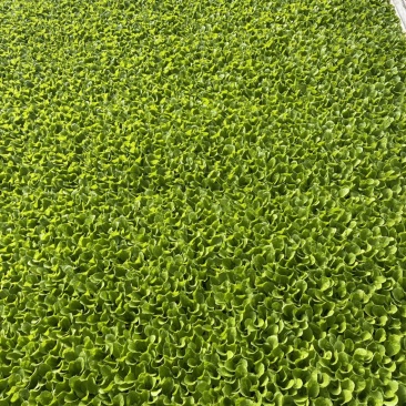 白菜苗，苗清秀无病，质量保证
