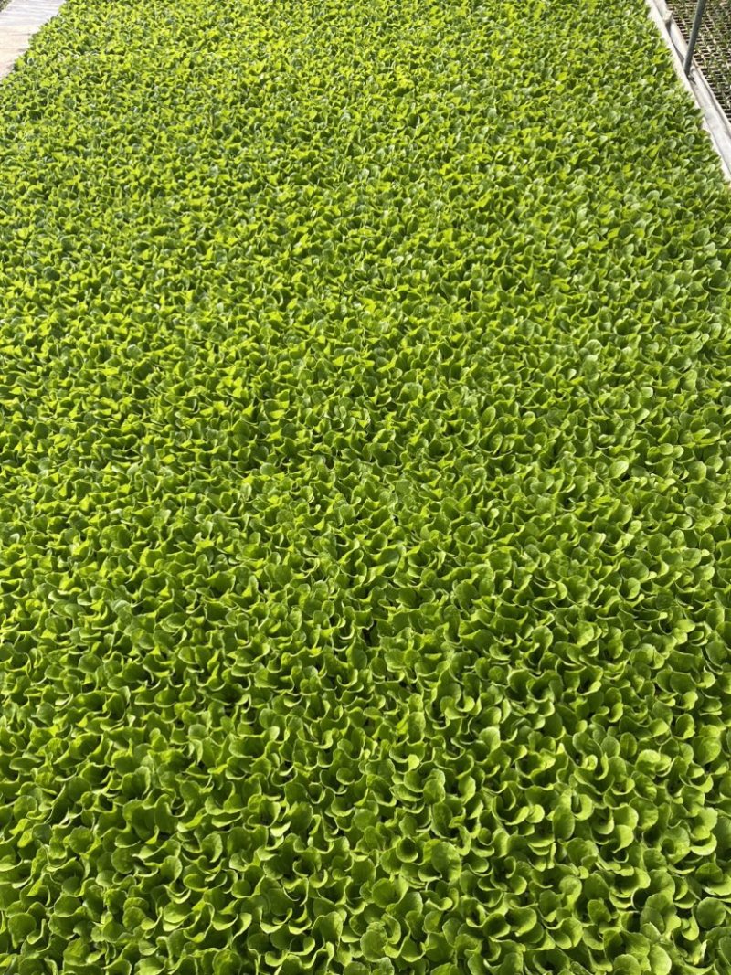 白菜苗，苗清秀无病，质量保证