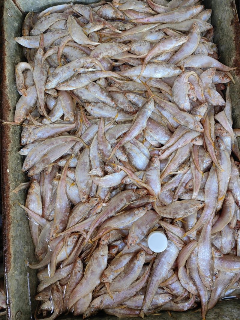 凤尾鱼！刀鱼！烤子鱼