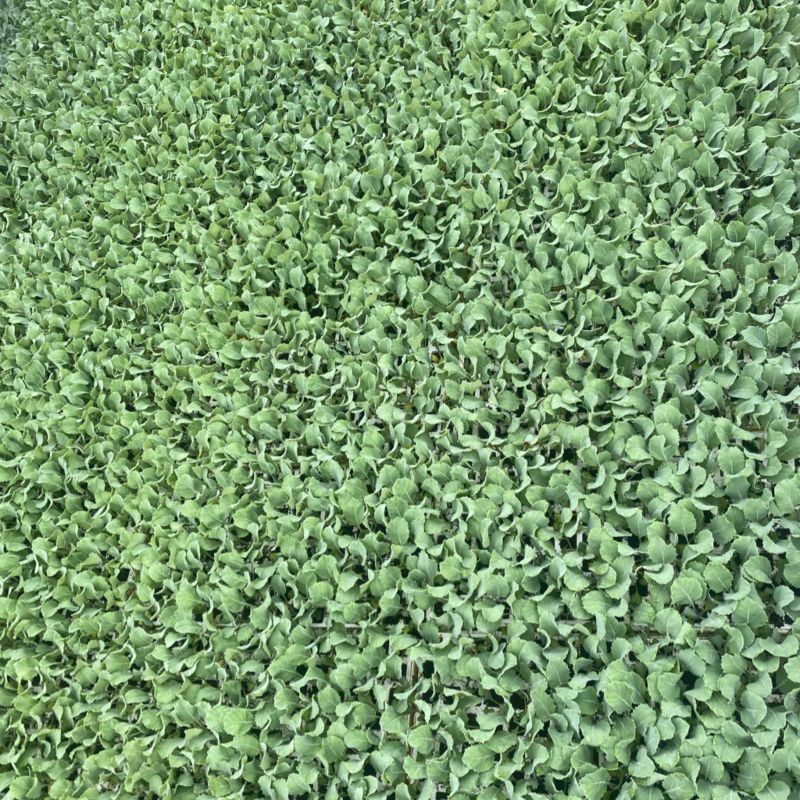 扁包菜苗，苗清秀无病，质量保证，基地直发