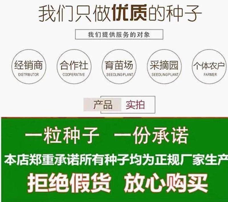 亿联特黄瓜种子亮优H16黄瓜种子全雌油亮春季秋大棚绿肉