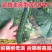 亿联特黄瓜种子亮优H16黄瓜种子全雌油亮春季秋大棚绿肉