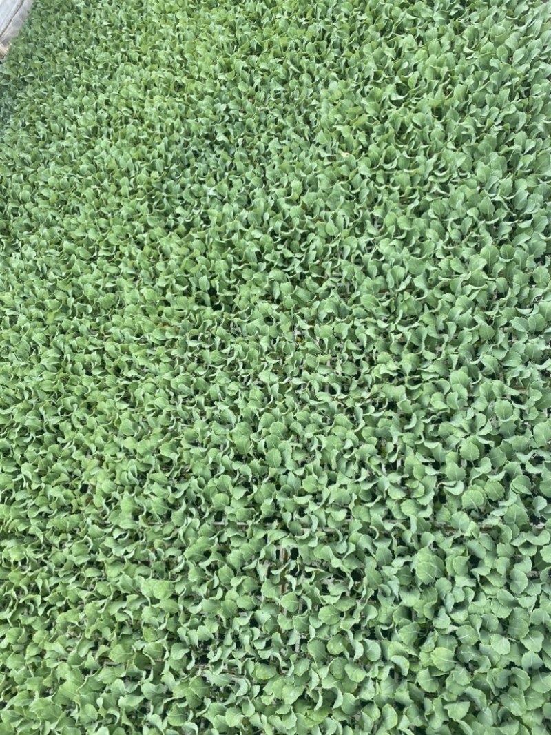 扁包菜苗，苗清秀无病，质量保证，基地直发