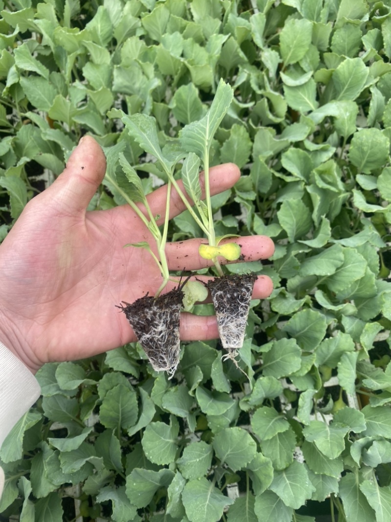 扁包菜苗，苗清秀无病，质量保证，基地直发