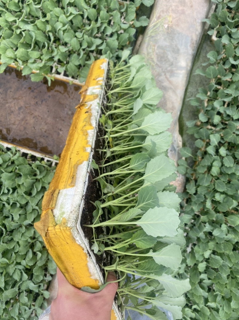 扁包菜苗，苗清秀无病，质量保证，基地直发