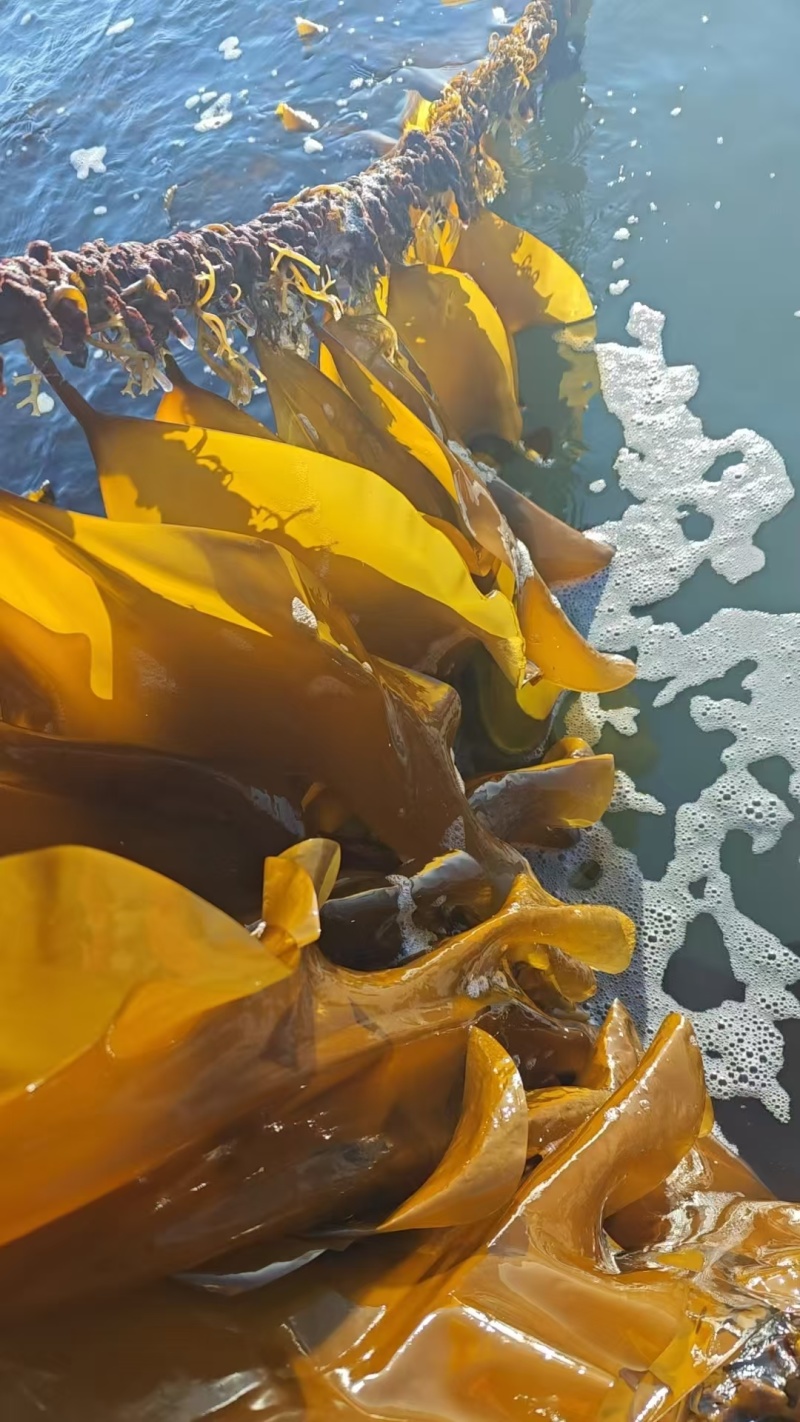 海带