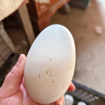 鹅种蛋