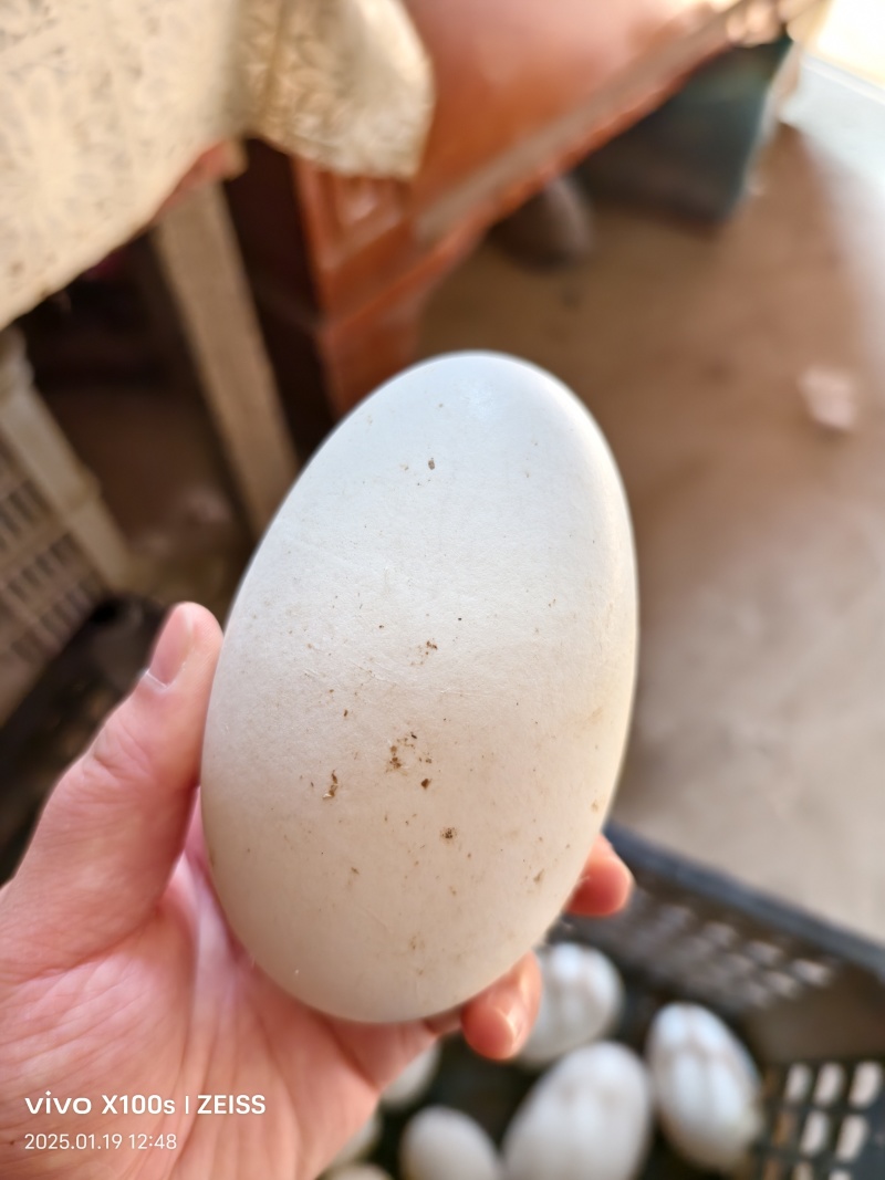 鹅种蛋