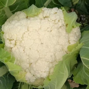 松花