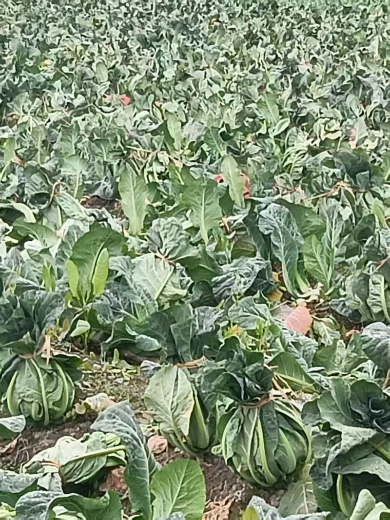 松花