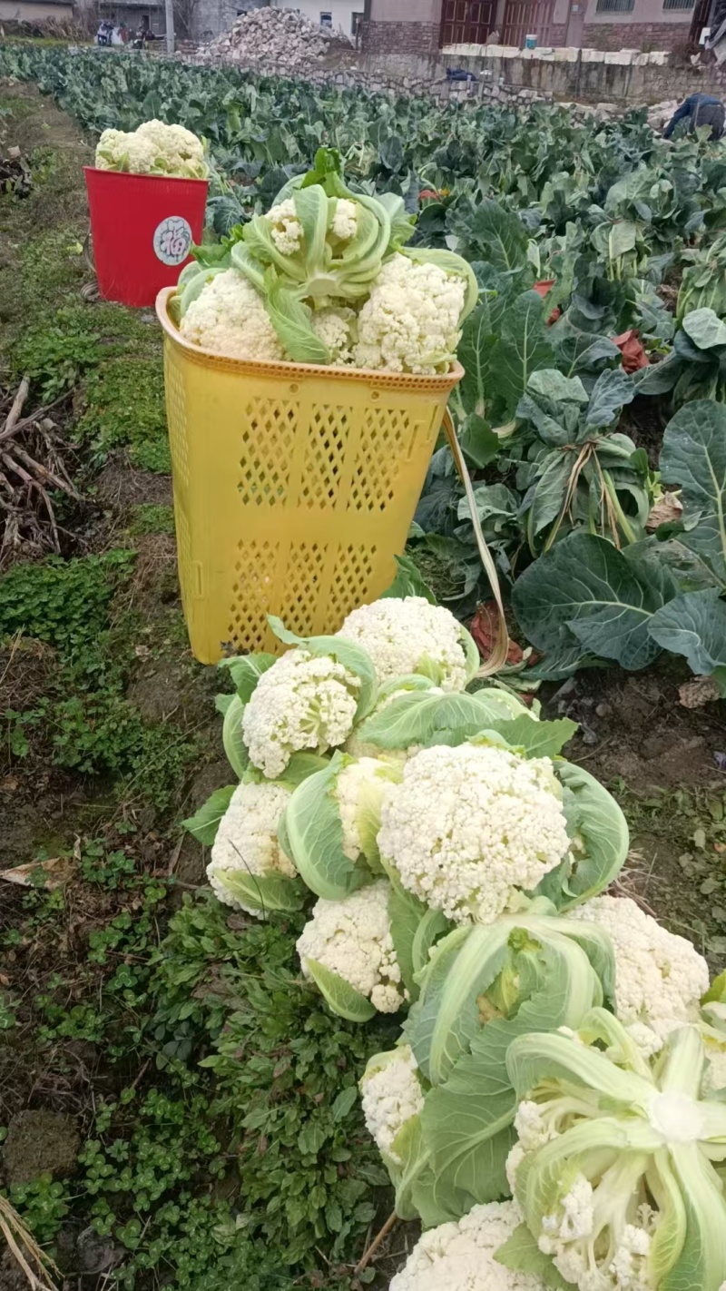 松花