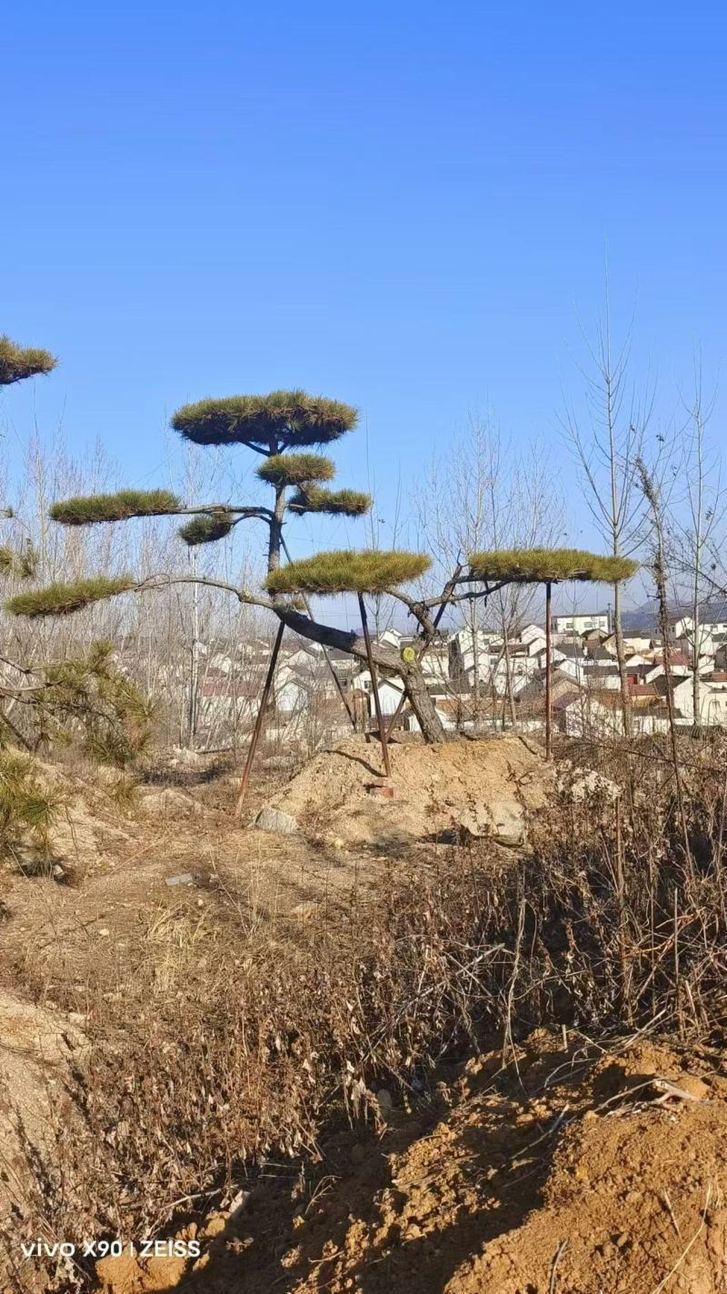 盛典苗木有限公司诚信经营各种移栽造型松，成活率高规格齐全