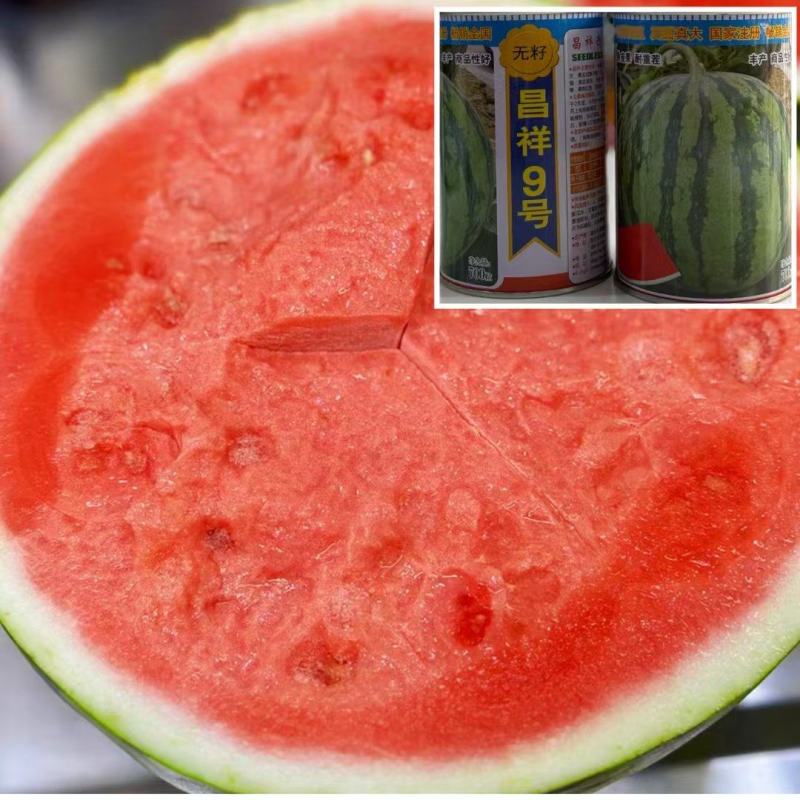 昌祥9号花皮红瓤无籽西瓜种籽高产早熟甜耐重茬圆形无籽瓜种