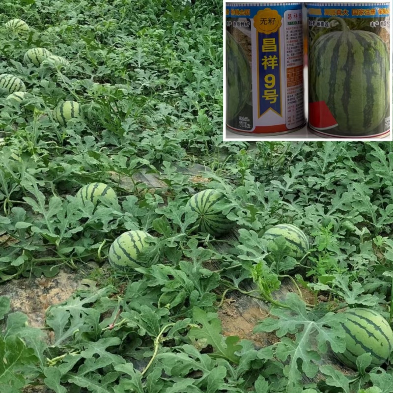 昌祥9号花皮红瓤无籽西瓜种籽高产早熟甜耐重茬圆形无籽瓜种