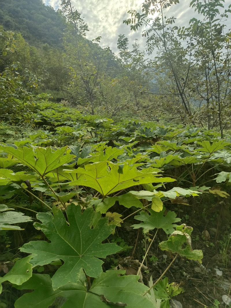 正宗空心大通草种子，种植简单，成活率高，放心购买值得信赖
