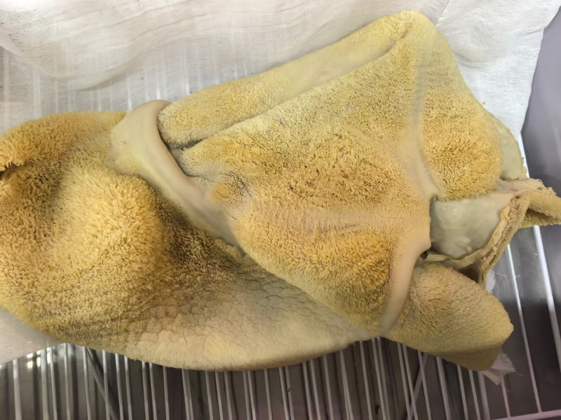 五香熟牛肚，货好价优，好吃不贵，欢迎品尝