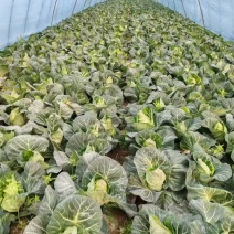 满棚的牛心菜，年后公司学校食堂必备