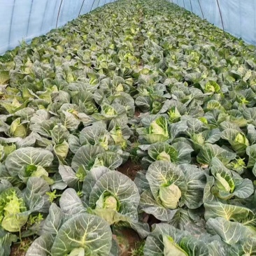 满棚的牛心菜，年后公司学校食堂必备