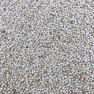 白苏子1白苏子大颗粒苏籽鸟食金丝雀芙蓉鸟黄雀珍珠