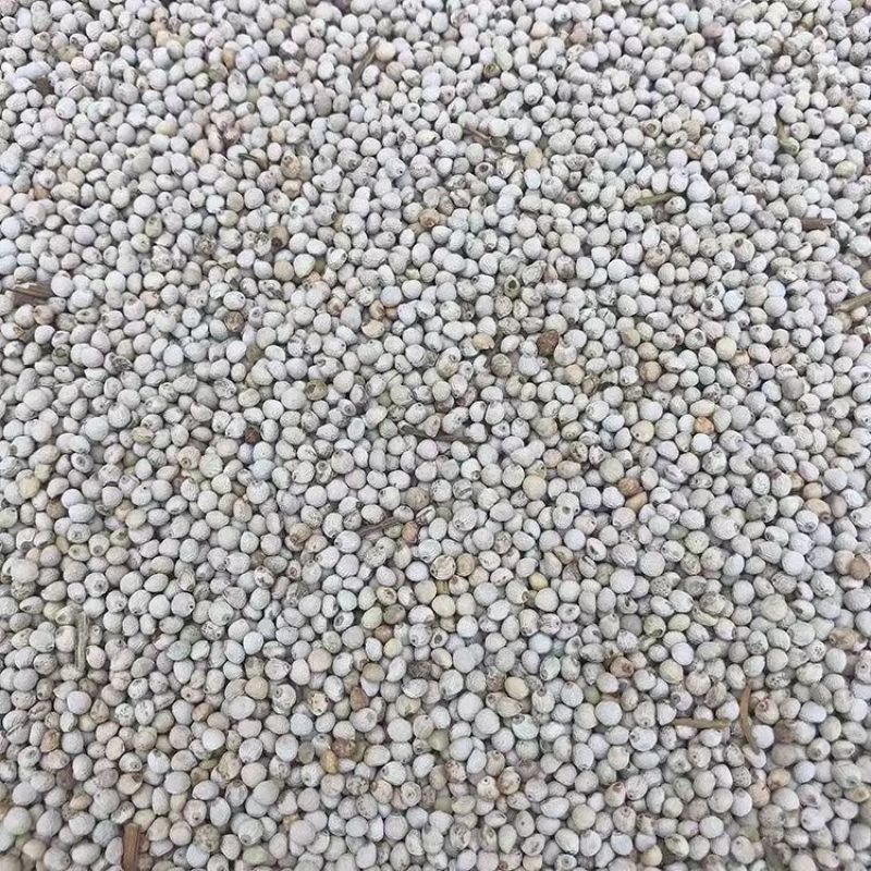 白苏子1白苏子大颗粒苏籽鸟食金丝雀芙蓉鸟黄雀珍珠