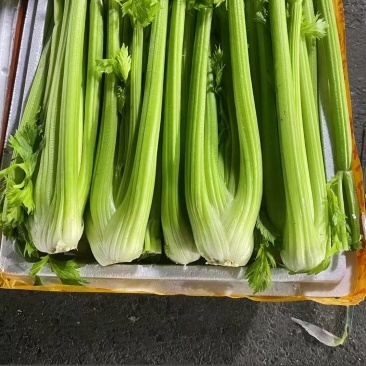 大集必选，年后热度一路狂飙，精品西芹，蔬菜严选