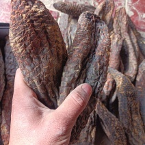 新疆和田肉苁蓉