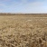 600亩地下水自动化滴灌优质耕地承包地势平坦适合大型农机