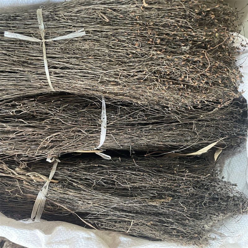中药材茅膏菜矛膏菜
