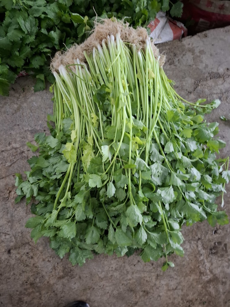 空心香芹
