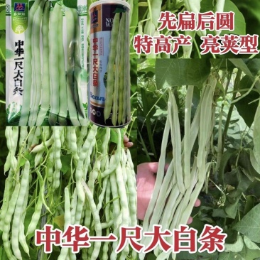 中华一尺白条架豆种子九粒白架豆种子白绿色豆角高产四季豆芸