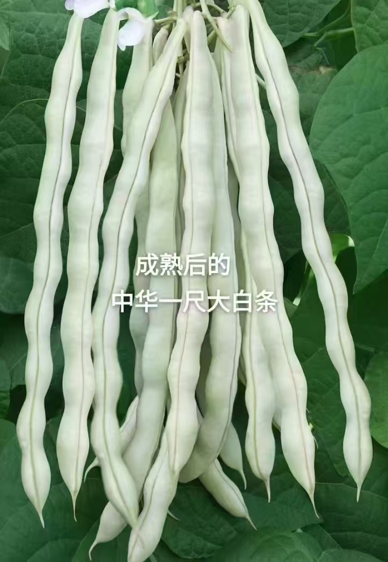 中华一尺白条架豆种子九粒白架豆种子白绿色豆角高产四季豆芸