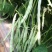中华一尺白条架豆种子九粒白架豆种子白绿色豆角高产四季豆芸
