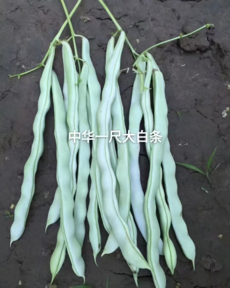 中华一尺白条架豆种子九粒白架豆种子白绿色豆角高产四季豆芸