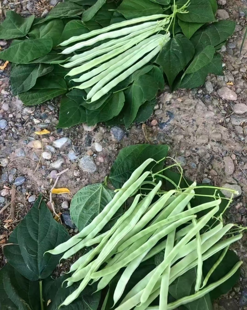 中华一尺白条架豆种子九粒白架豆种子白绿色豆角高产四季豆芸
