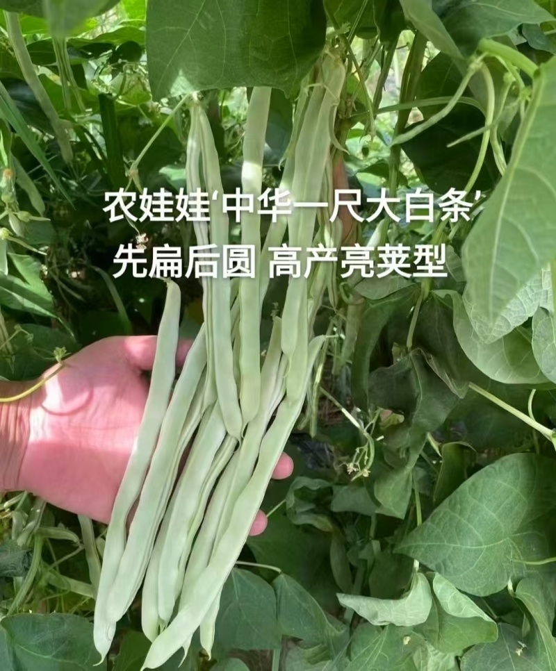 中华一尺白条架豆种子九粒白架豆种子白绿色豆角高产四季豆芸