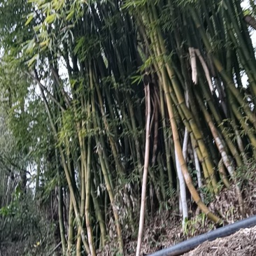 竹子