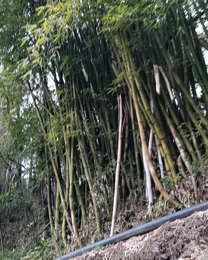 竹子