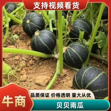 精品贝贝南瓜，基地直供，一手货源全国代发