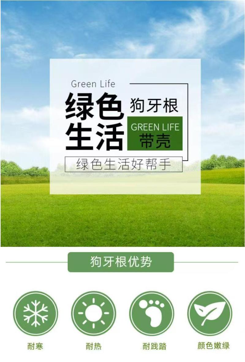 狗牙根种子矮生耐践踏免修剪根系发达固土固沙防塌