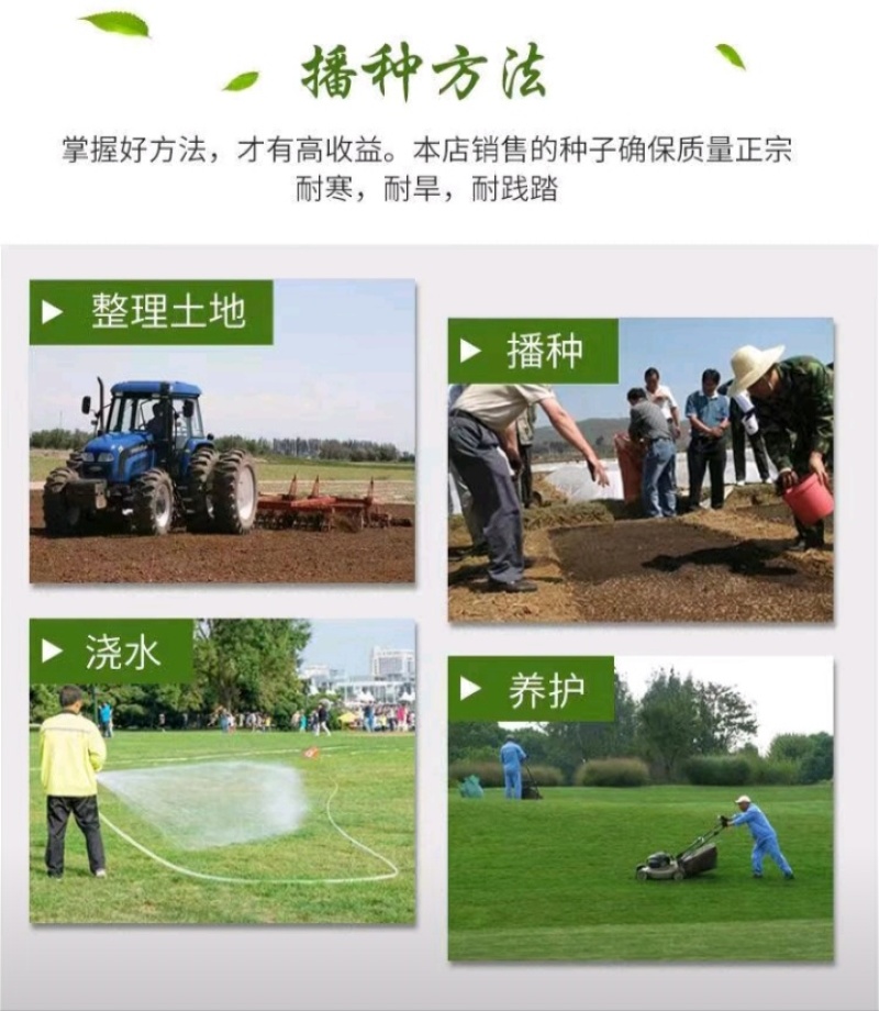 狗牙根种子矮生耐践踏免修剪根系发达固土固沙防塌