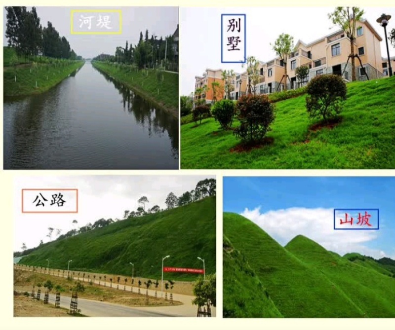 狗牙根种子矮生耐践踏免修剪根系发达固土固沙防塌